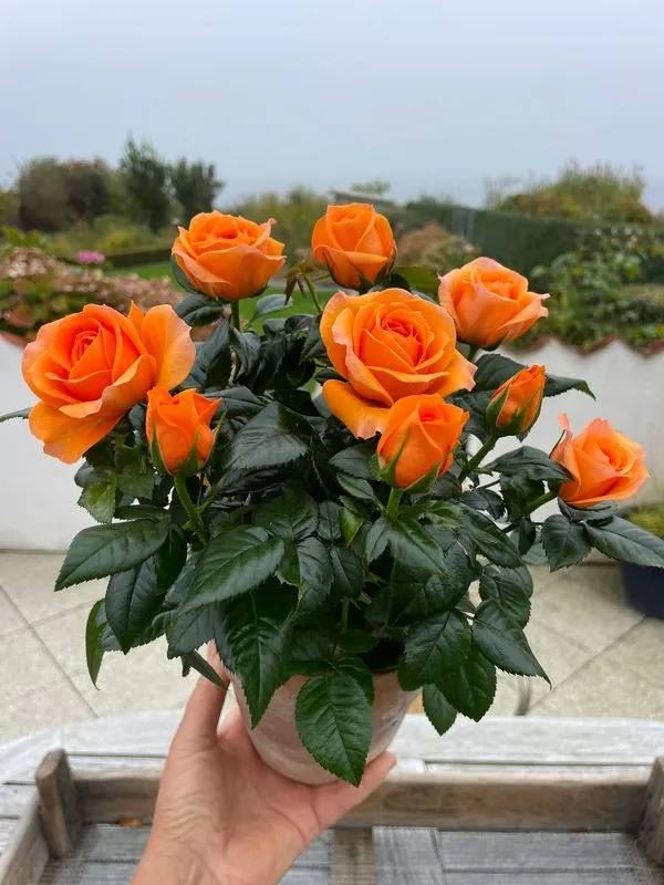 Elegant_Rose_Flower_Live_Plant_For_Shrub/Home/Office/Garden_Decor,_Pack_Of_1
