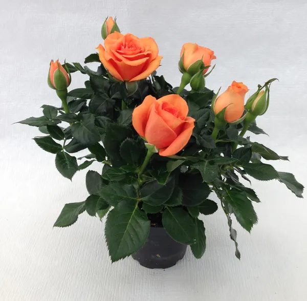 Elegant_Rose_Flower_Live_Plant_For_Shrub/Home/Office/Garden_Decor,_Pack_Of_1