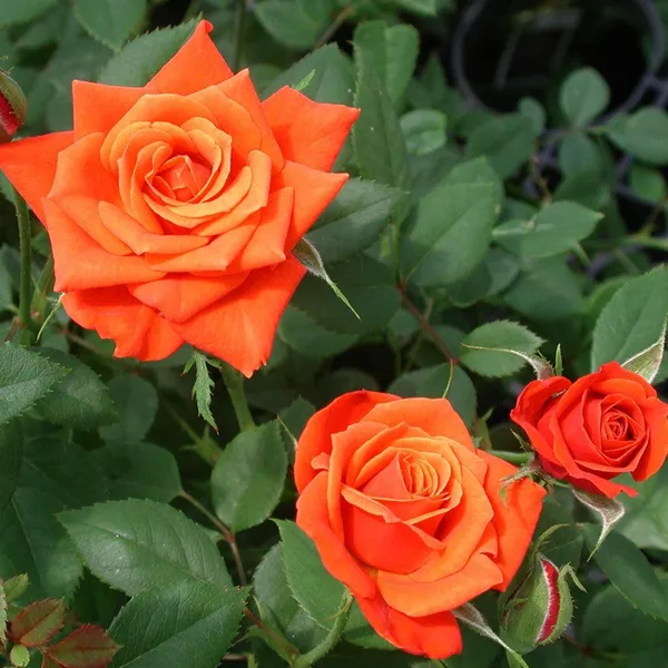 Elegant_Rose_Flower_Live_Plant_For_Shrub/Home/Office/Garden_Decor,_Pack_Of_1