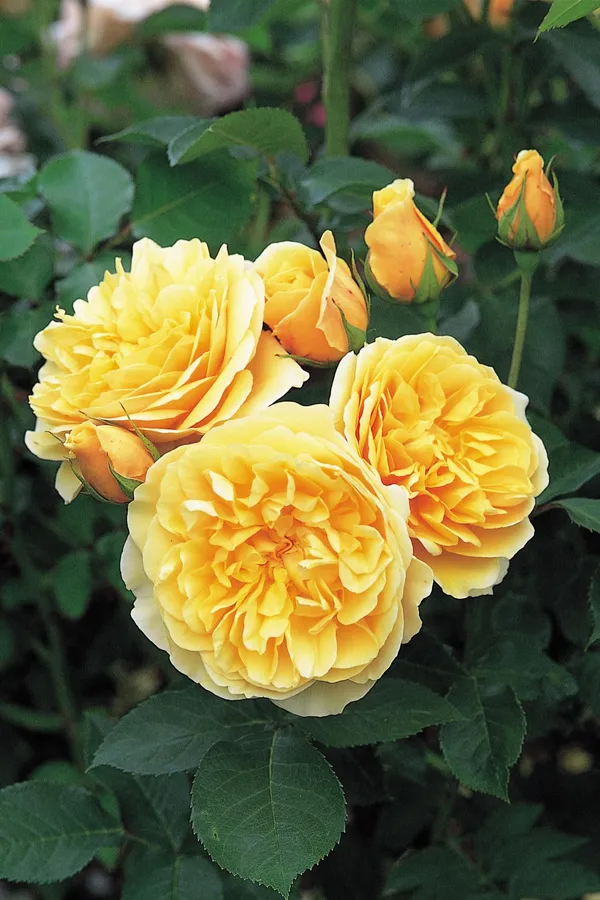 English_Rose_Flower_Plant_&_Tree_For_Shrub/Bush_Yellow_Austine_Rose_Enhance_Your_Garden_Beauty_(1.5-3.5_ft_Plant_Height)_Pack_Of_1