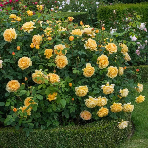 English_Rose_Flower_Plant_&_Tree_For_Shrub/Bush_Yellow_Austine_Rose_Enhance_Your_Garden_Beauty_(1.5-3.5_ft_Plant_Height)_Pack_Of_1
