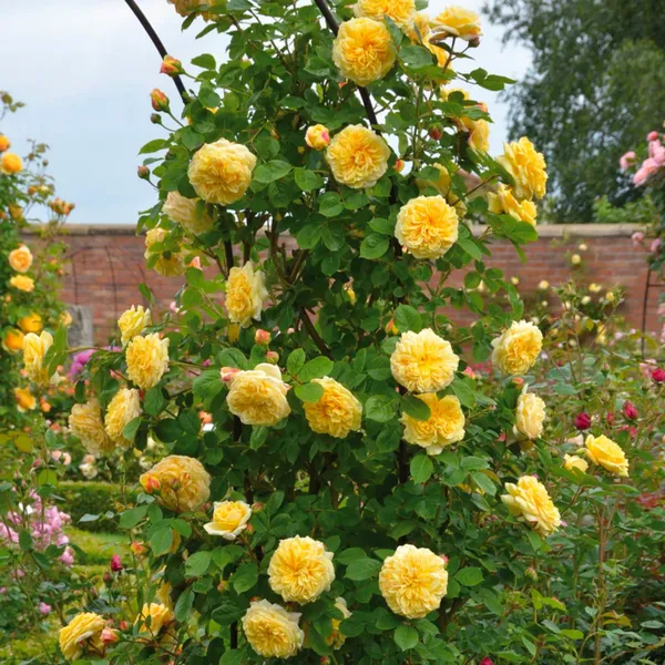 English_Rose_Flower_Plant_&_Tree_For_Shrub/Bush_Yellow_Austine_Rose_Enhance_Your_Garden_Beauty_(1.5-3.5_ft_Plant_Height)_Pack_Of_1