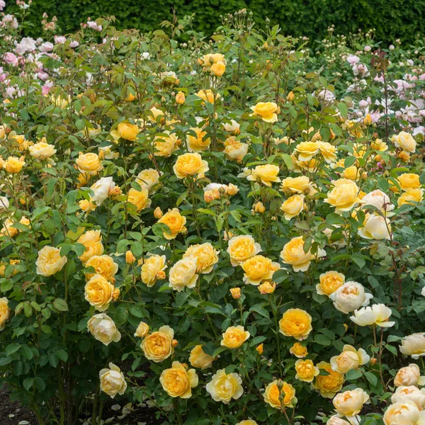 English_Rose_Flower_Plant_&_Tree_For_Shrub/Bush_Yellow_Austine_Rose_Enhance_Your_Garden_Beauty_(1.5-3.5_ft_Plant_Height)_Pack_Of_1