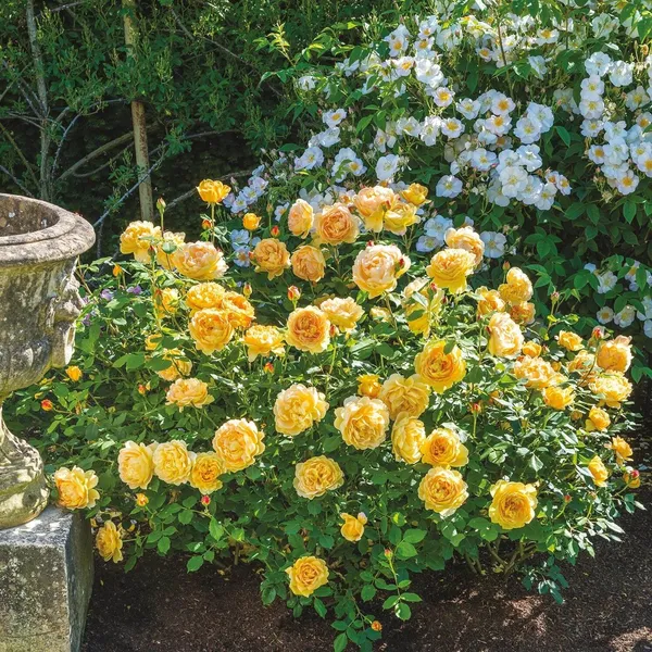 English_Rose_Flower_Plant_&_Tree_For_Shrub/Bush_Yellow_Austine_Rose_Enhance_Your_Garden_Beauty_(1.5-3.5_ft_Plant_Height)_Pack_Of_1