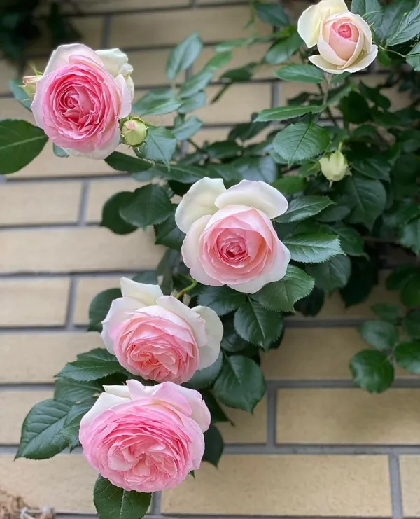 English_Rose_Iconic_Flowering_Plant_(Pack_Of_1)_For_Enhance_Your_Home/Garden_Beauty