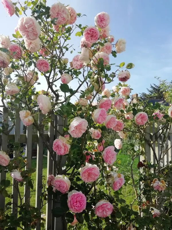 English_Rose_Iconic_Flowering_Plant_(Pack_Of_1)_For_Enhance_Your_Home/Garden_Beauty