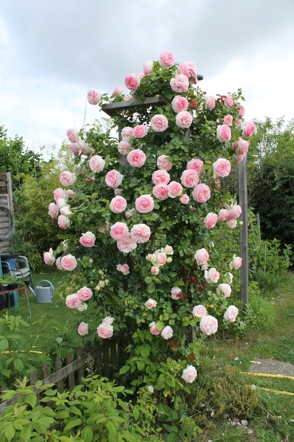 English_Rose_Iconic_Flowering_Plant_(Pack_Of_1)_For_Enhance_Your_Home/Garden_Beauty