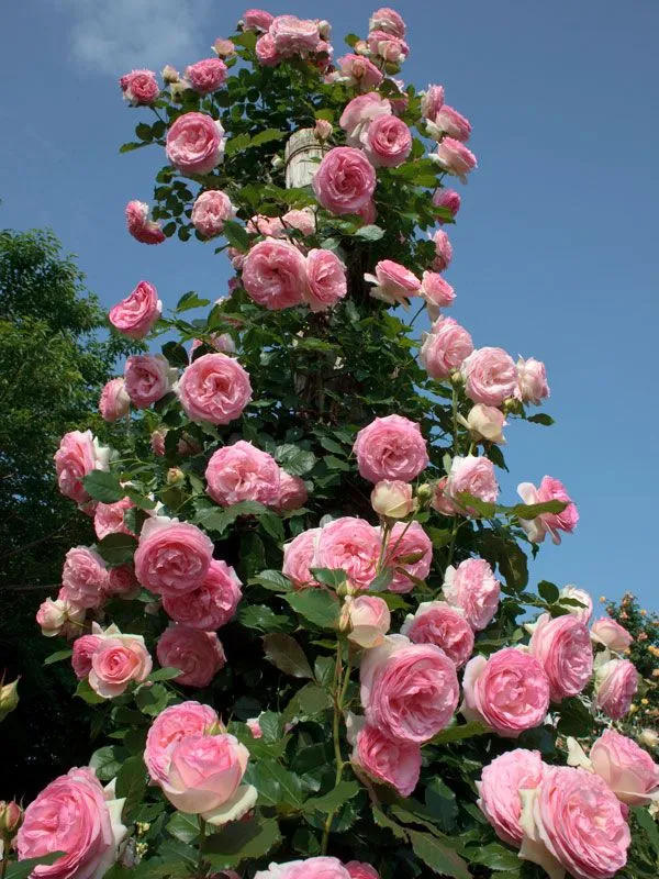 English_Rose_Iconic_Flowering_Plant_(Pack_Of_1)_For_Enhance_Your_Home/Garden_Beauty