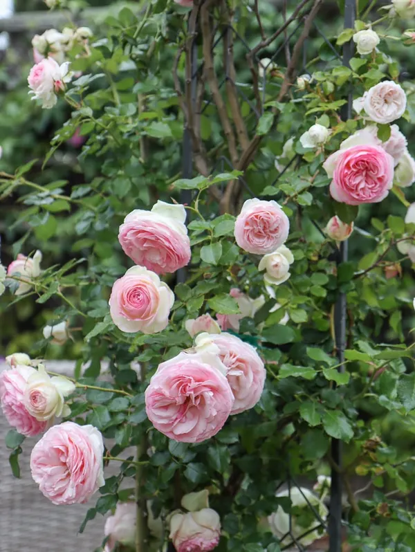 English_Rose_Iconic_Flowering_Plant_(Pack_Of_1)_For_Enhance_Your_Home/Garden_Beauty