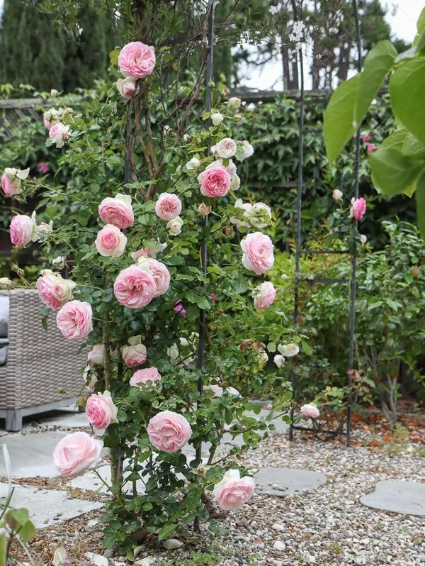 English_Rose_Iconic_Flowering_Plant_(Pack_Of_1)_For_Enhance_Your_Home/Garden_Beauty