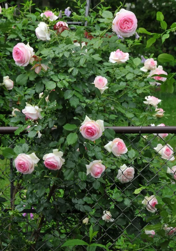 English_Rose_Iconic_Flowering_Plant_(Pack_Of_1)_For_Enhance_Your_Home/Garden_Beauty