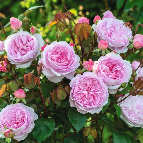 English_Rose_Live_Flower_Plant_&_Tree_For_Shrub/Bush/Home_Garden_(Hybrid,_Pack_Of_1)