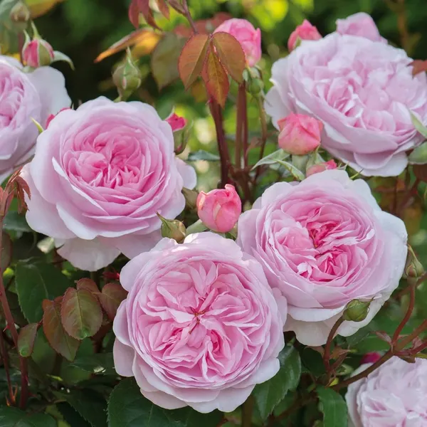 English_Rose_Live_Flower_Plant_&_Tree_For_Shrub/Bush/Home_Garden_(Hybrid,_Pack_Of_1)