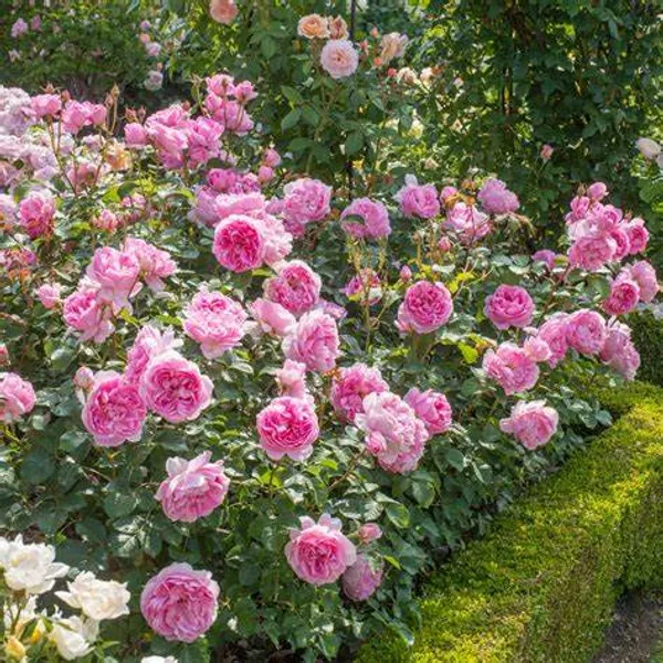 English_Rose_Live_Flower_Plant_&_Tree_For_Shrub/Bush/Home_Garden_(Hybrid,_Pack_Of_1)