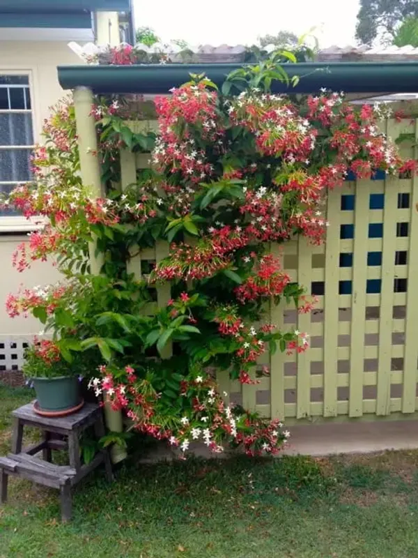 Attractive_Madhbi_Lata/Madhumalati/Rangoon_Crepper_Flower_Plant_&_Tree_(1.5-3.5_Ft_Height)_Pack_Of_1