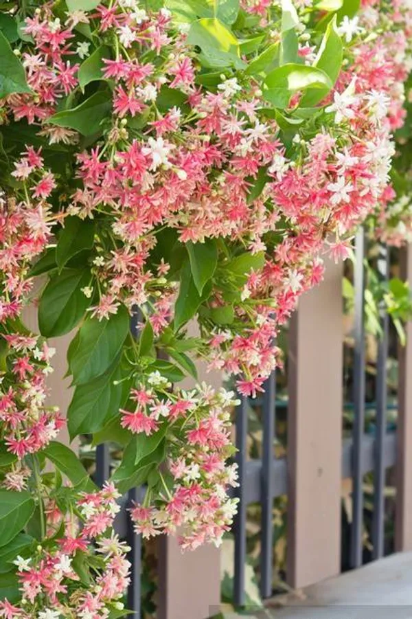 Attractive_Madhbi_Lata/Madhumalati/Rangoon_Crepper_Flower_Plant_&_Tree_(1.5-3.5_Ft_Height)_Pack_Of_1