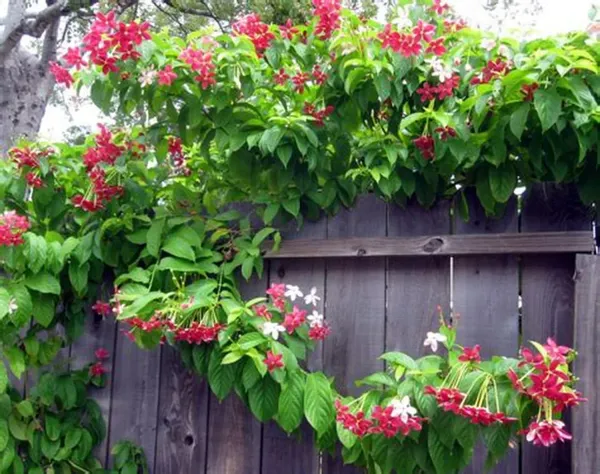 Attractive_Madhbi_Lata/Madhumalati/Rangoon_Crepper_Flower_Plant_&_Tree_(1.5-3.5_Ft_Height)_Pack_Of_1