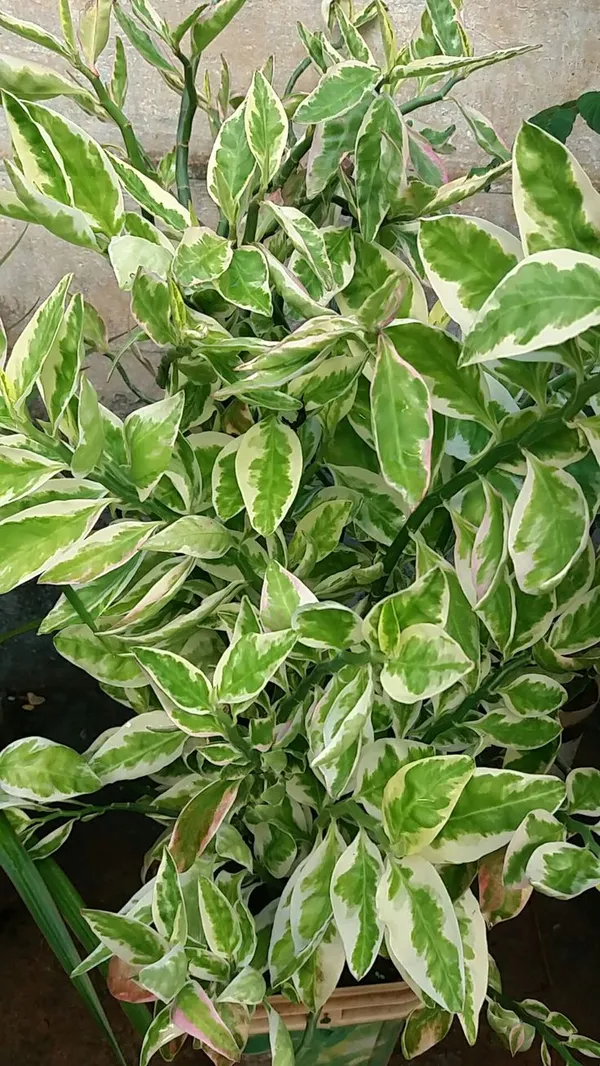 Euphorbia_tithymaloides_Plant