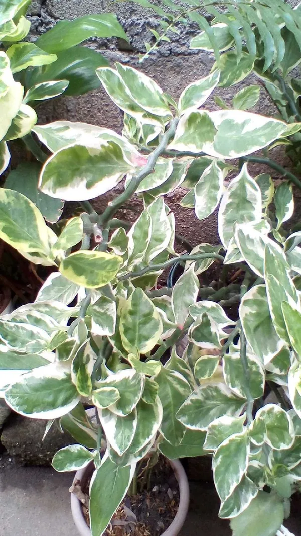Euphorbia_tithymaloides_Plant