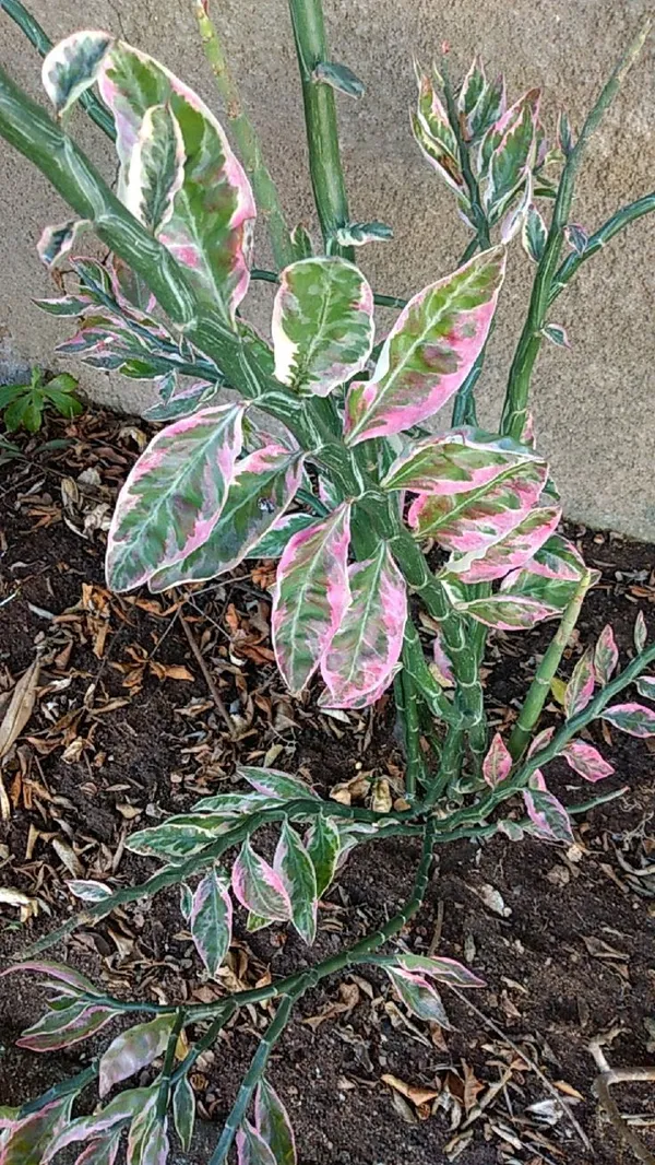 Euphorbia_tithymaloides_Plant