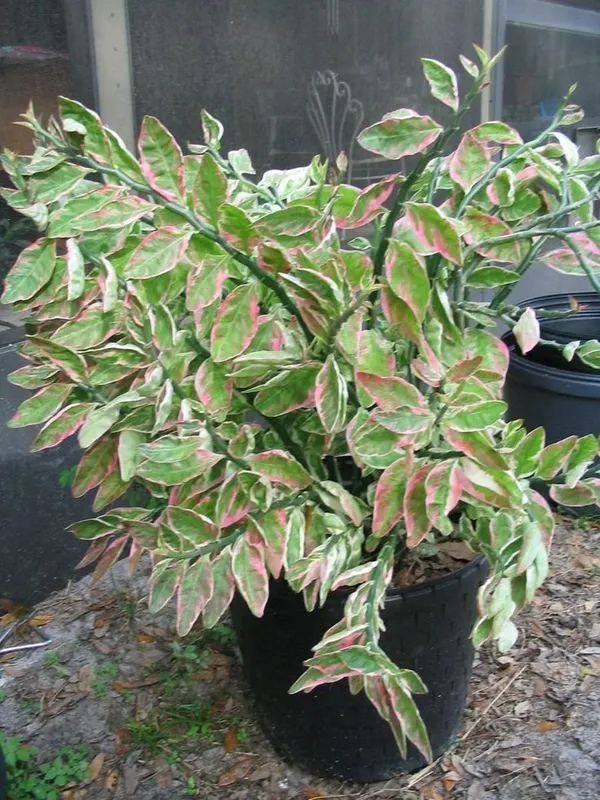 Euphorbia_tithymaloides_Plant