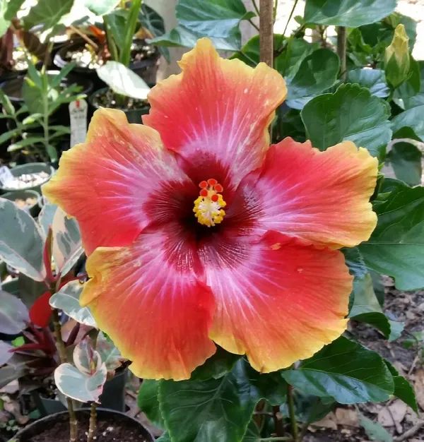 Evergreen_China_Rose/Hibiscus_Live_Flower_Plant_&_Tree_(1.5-3.5_Ft_Height)_For_Home_Garden,_Pack_Of_1