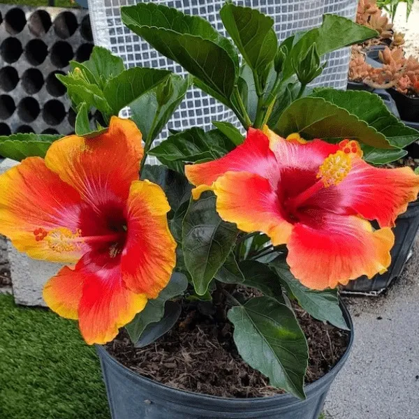 Evergreen_China_Rose/Hibiscus_Live_Flower_Plant_&_Tree_(1.5-3.5_Ft_Height)_For_Home_Garden,_Pack_Of_1
