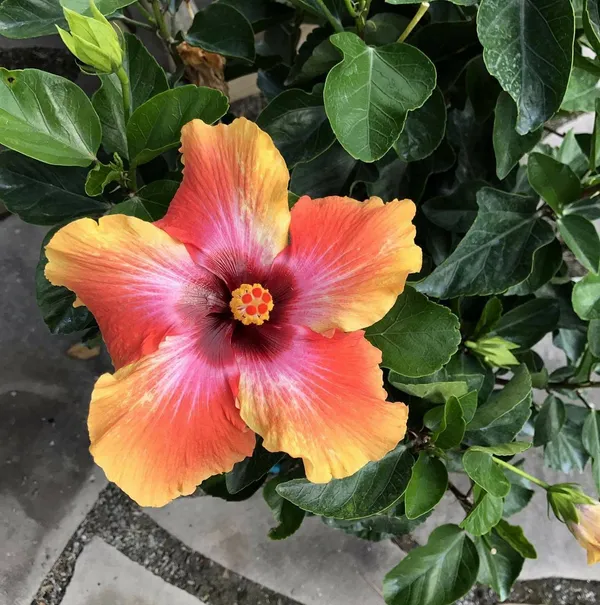 Evergreen_China_Rose/Hibiscus_Live_Flower_Plant_&_Tree_(1.5-3.5_Ft_Height)_For_Home_Garden,_Pack_Of_1