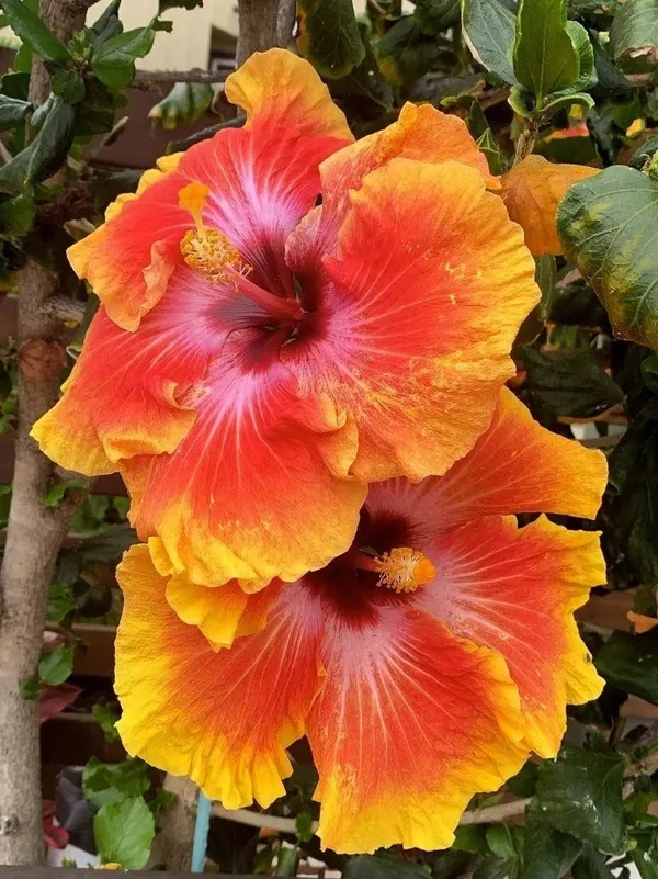 Evergreen_China_Rose/Hibiscus_Live_Flower_Plant_&_Tree_(1.5-3.5_Ft_Height)_For_Home_Garden,_Pack_Of_1