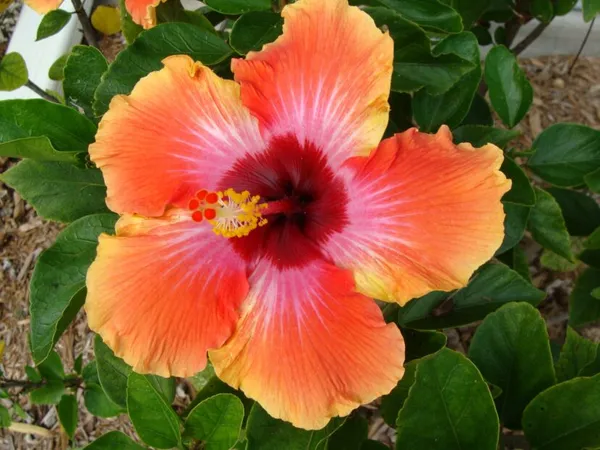 Evergreen_China_Rose/Hibiscus_Live_Flower_Plant_&_Tree_(1.5-3.5_Ft_Height)_For_Home_Garden,_Pack_Of_1