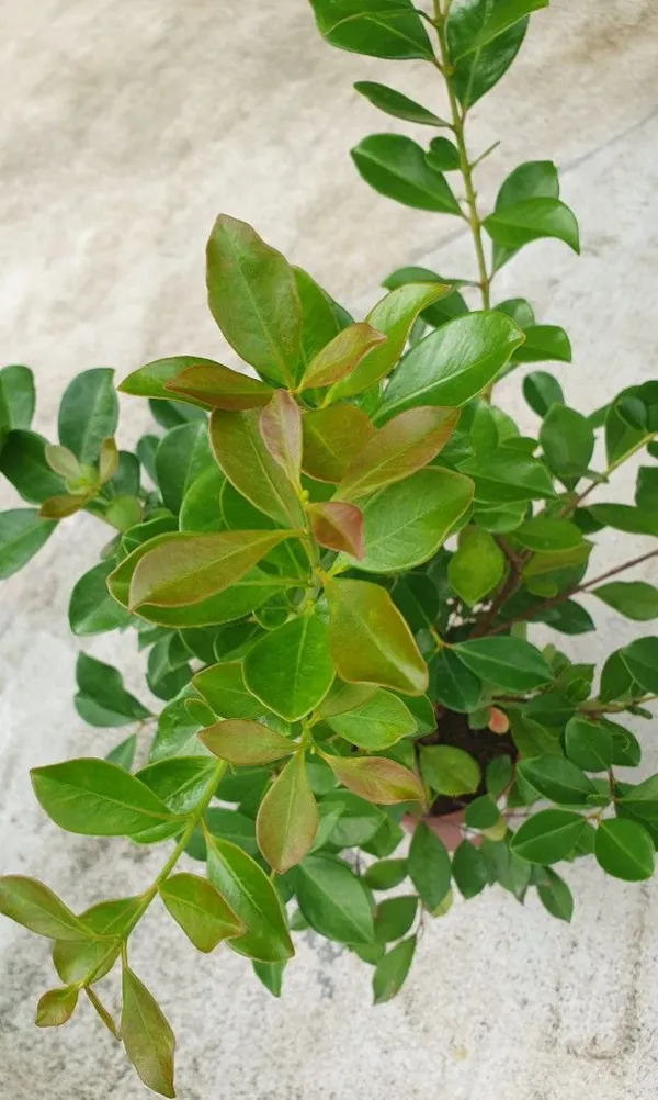 Evergreen_Strawberry_Guava_Plant_&_Tree_(1.5-3.5_Ft_Height)_Strawberry_Guava_Delicious_Rare_Fruit_Plant,_Pack_Of_1