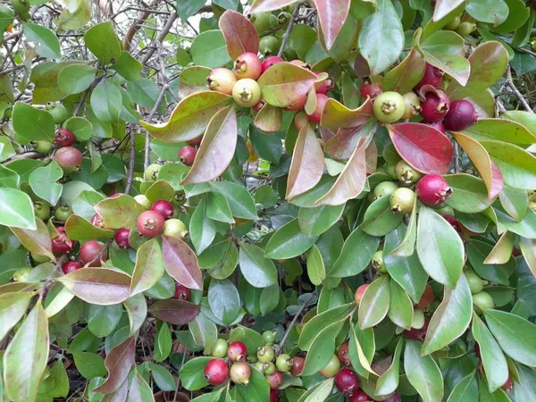 Evergreen_Strawberry_Guava_Plant_&_Tree_(1.5-3.5_Ft_Height)_Strawberry_Guava_Delicious_Rare_Fruit_Plant,_Pack_Of_1
