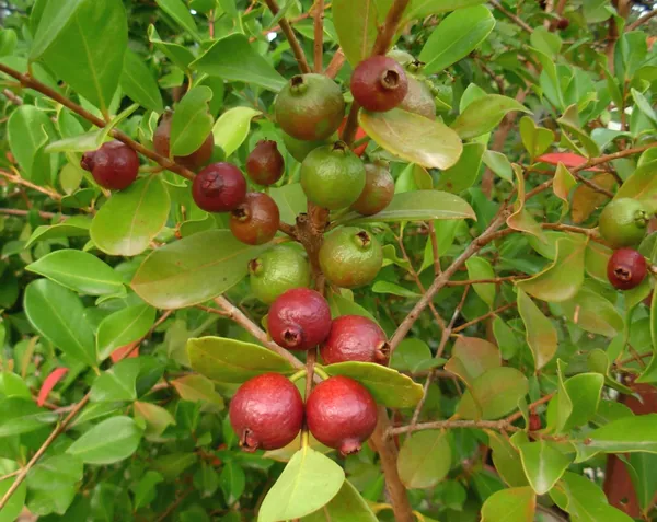 Evergreen_Strawberry_Guava_Plant_&_Tree_(1.5-3.5_Ft_Height)_Strawberry_Guava_Delicious_Rare_Fruit_Plant,_Pack_Of_1