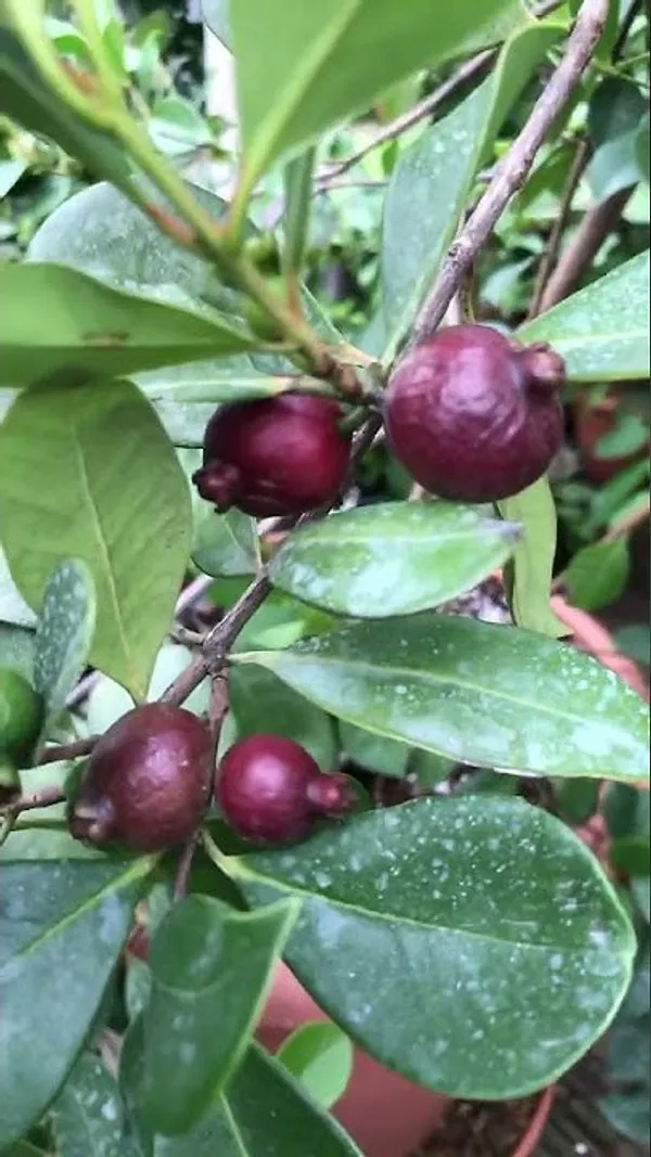 Evergreen_Strawberry_Guava_Plant_&_Tree_(1.5-3.5_Ft_Height)_Strawberry_Guava_Delicious_Rare_Fruit_Plant,_Pack_Of_1