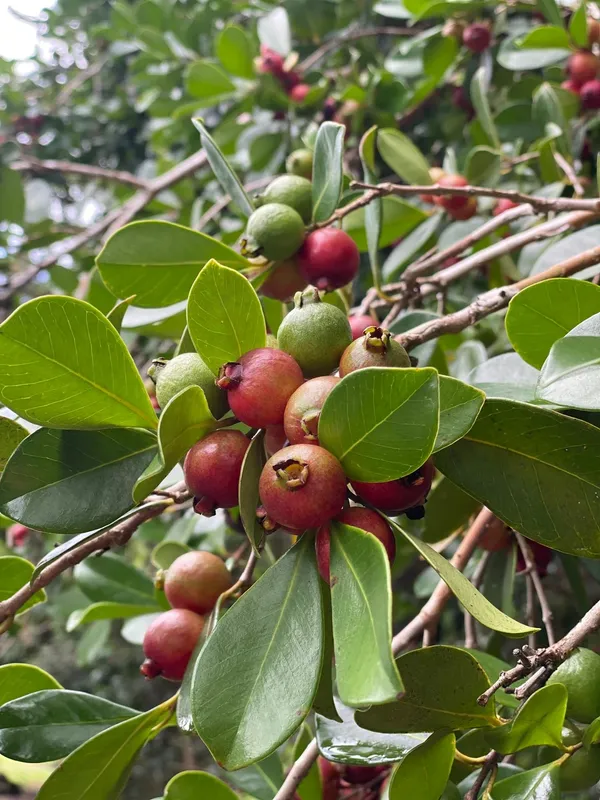 Evergreen_Strawberry_Guava_Plant_&_Tree_(1.5-3.5_Ft_Height)_Strawberry_Guava_Delicious_Rare_Fruit_Plant,_Pack_Of_1