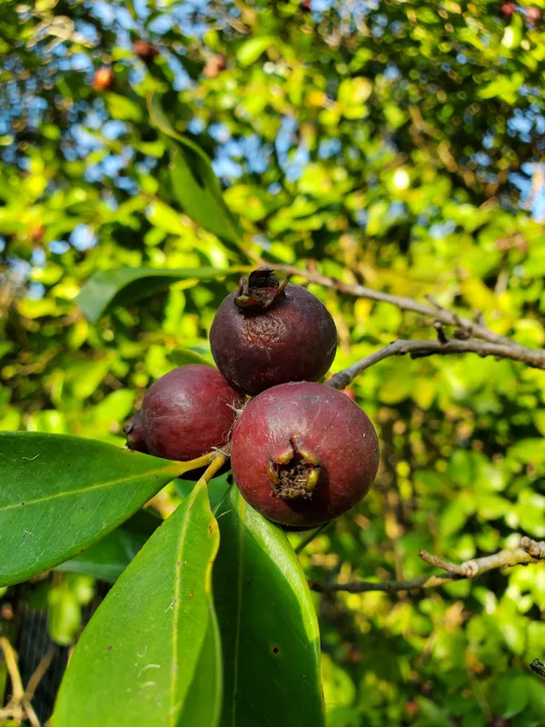 Evergreen_Strawberry_Guava_Plant_&_Tree_(1.5-3.5_Ft_Height)_Strawberry_Guava_Delicious_Rare_Fruit_Plant,_Pack_Of_1
