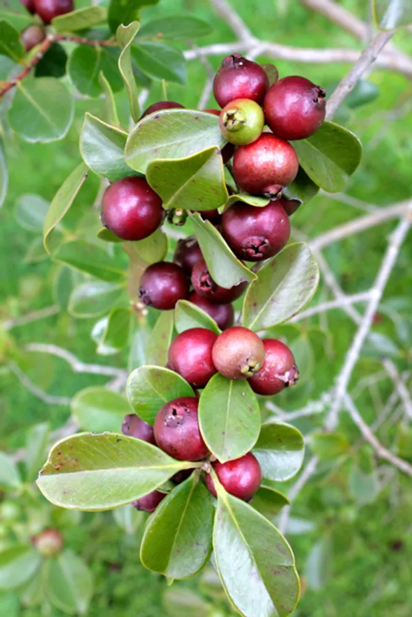Evergreen_Strawberry_Guava_Plant_&_Tree_(1.5-3.5_Ft_Height)_Strawberry_Guava_Delicious_Rare_Fruit_Plant,_Pack_Of_1