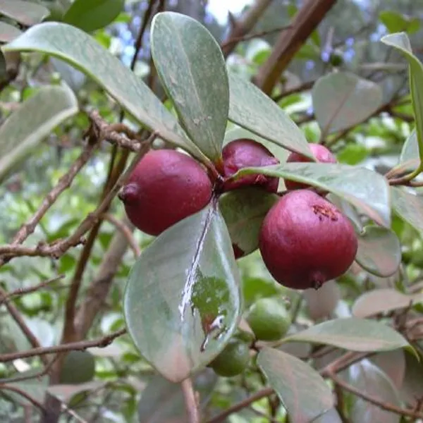 Evergreen_Strawberry_Guava_Plant_&_Tree_(1.5-3.5_Ft_Height)_Strawberry_Guava_Delicious_Rare_Fruit_Plant,_Pack_Of_1
