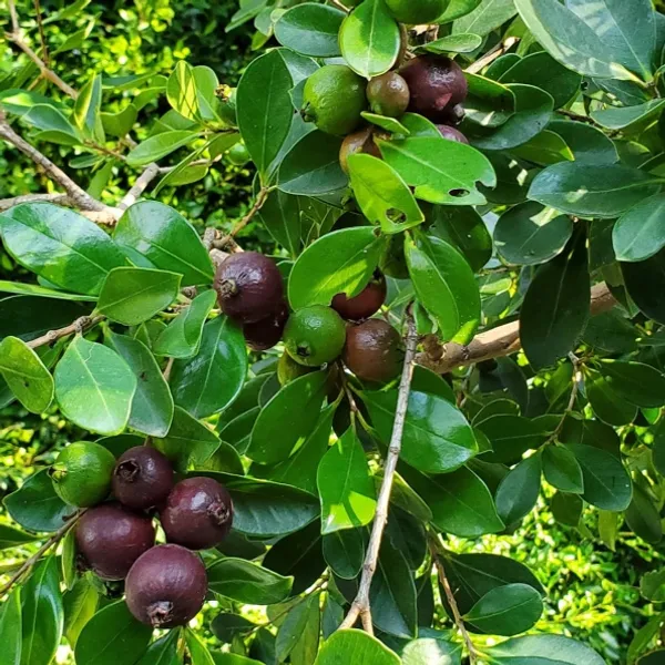 Evergreen_Strawberry_Guava_Plant_&_Tree_(1.5-3.5_Ft_Height)_Strawberry_Guava_Delicious_Rare_Fruit_Plant,_Pack_Of_1