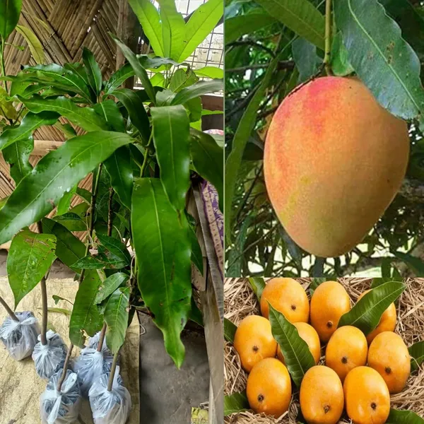 Exceptionally_Sweet_&_Rich_Alphonso_Mango_Plant_For_Home_Garden,_Pack_Of_1