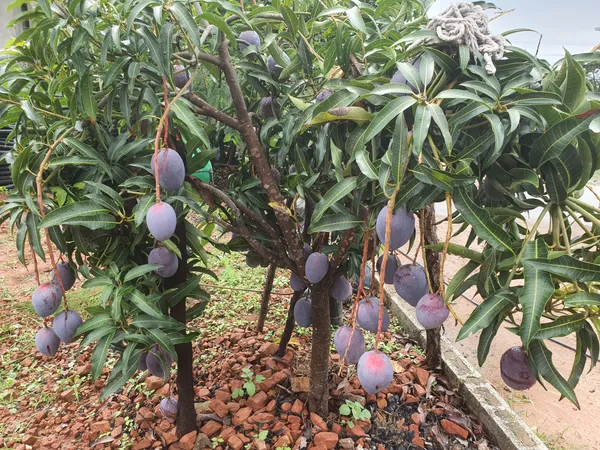 Exclusive_Blue_Mango_Live_Fruit_Plant_&_Tree_For_Your_Home_Garden_(1.5-3.5_Ft_Height)_Pack_Of_1