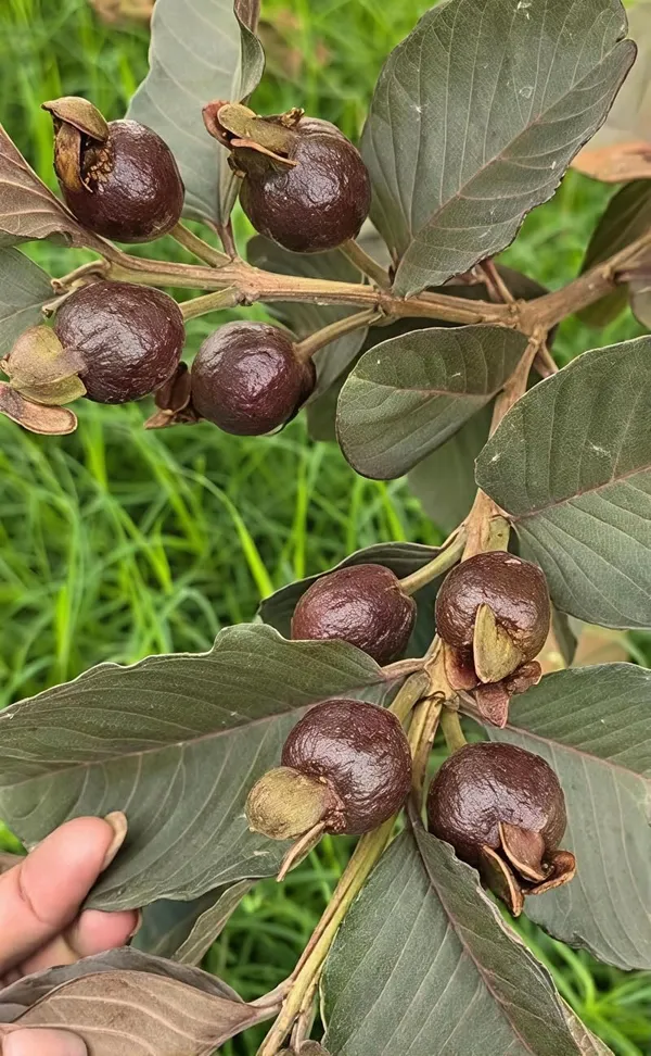 Exotic_Black_Diamond_Guava_Fruit_Plant_&_Tree_(1.5-3.5_ft_Height)_For_Gardening,_Pack_Of_1