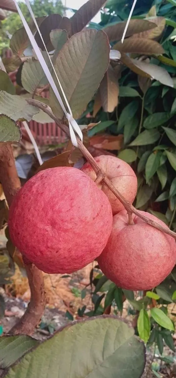 Exotic_Black_Diamond_Guava_Fruit_Plant_&_Tree_(1.5-3.5_ft_Height)_For_Gardening,_Pack_Of_1