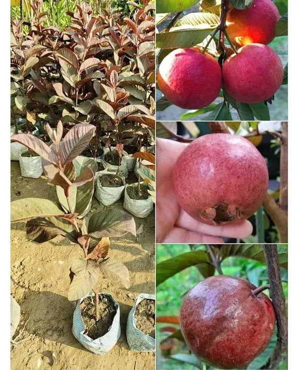 Exotic_Black_Diamond_Guava_Fruit_Plant_&_Tree_(1.5-3.5_ft_Height)_For_Gardening,_Pack_Of_1