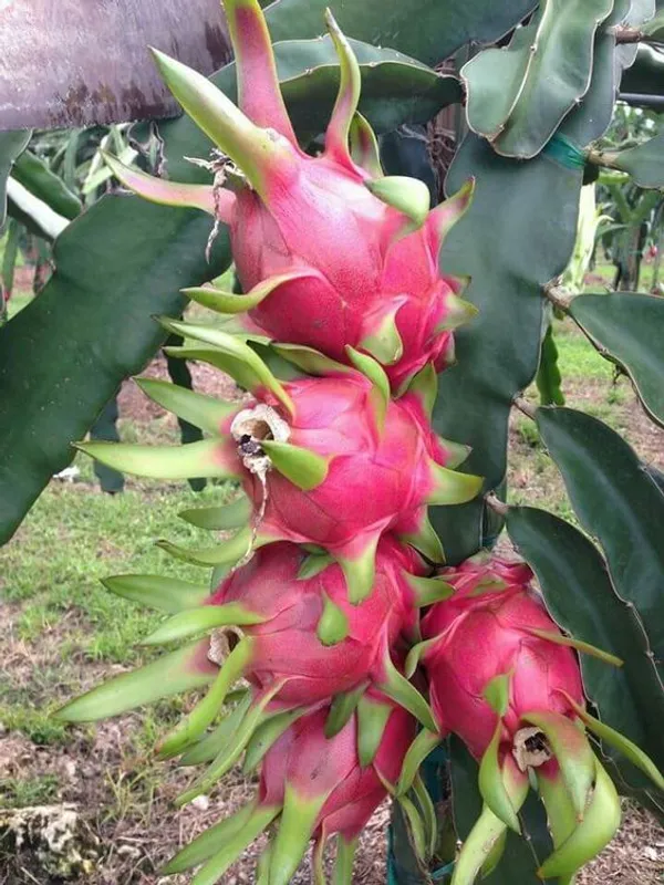 Exotic_Dragon_Fruit_Plant_–_Fast_Growing_&_Fruit_Bearing_Dark_Red_Dragon_Fruit_Plant_For_Home_Garden,_Pack_Of_1