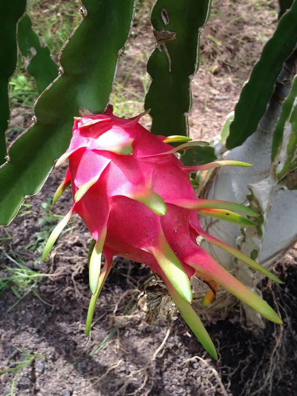Exotic_Dragon_Fruit_Plant_–_Fast_Growing_&_Fruit_Bearing_Dark_Red_Dragon_Fruit_Plant_For_Home_Garden,_Pack_Of_1