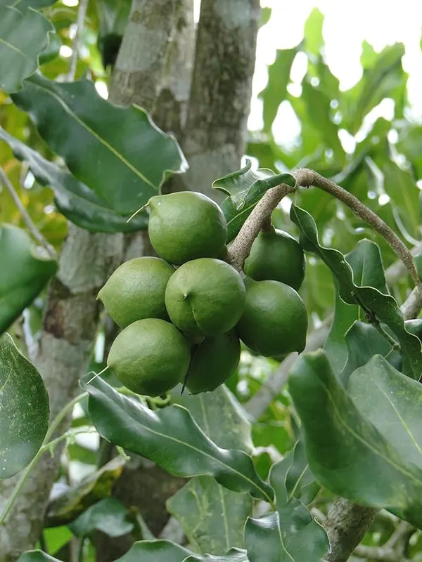 Expensive_Macadamia_Nut_Live_Fruit_Plant_&_Tree_(1.5-3.5_Ft_Height)_For_Home_Garden_Well_Watered_Hybrid_Nut_Plant_(Pack_Of_1)