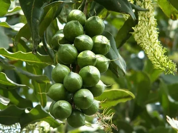 Expensive_Macadamia_Nut_Live_Fruit_Plant_&_Tree_(1.5-3.5_Ft_Height)_For_Home_Garden_Well_Watered_Hybrid_Nut_Plant_(Pack_Of_1)