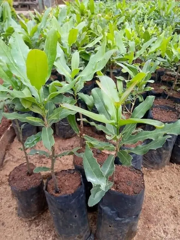 Expensive_Macadamia_Nut_Live_Fruit_Plant_&_Tree_(1.5-3.5_Ft_Height)_For_Home_Garden_Well_Watered_Hybrid_Nut_Plant_(Pack_Of_1)