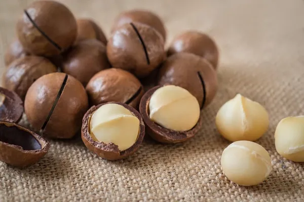 Expensive_Macadamia_Nut_Live_Fruit_Plant_&_Tree_(1.5-3.5_Ft_Height)_For_Home_Garden_Well_Watered_Hybrid_Nut_Plant_(Pack_Of_1)